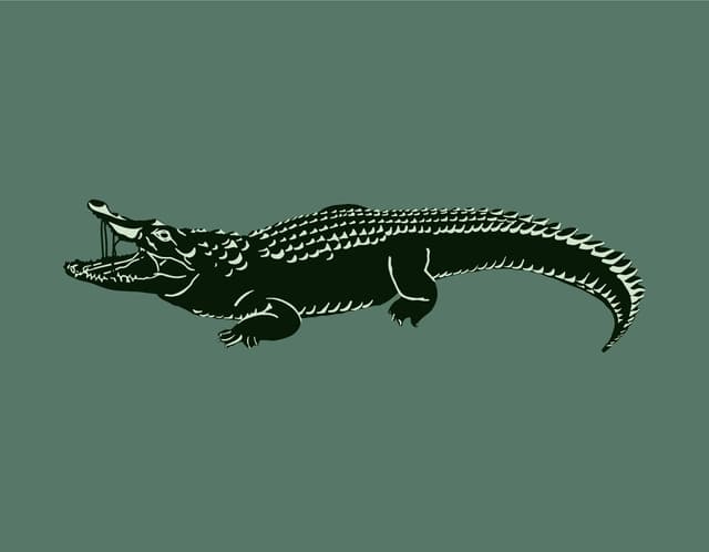 Alligator