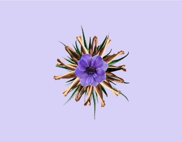 Flamingo Purple Flower