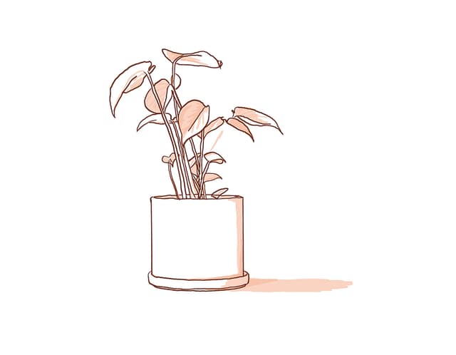 Vellum Plant