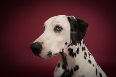 Charlie the Dalmatian