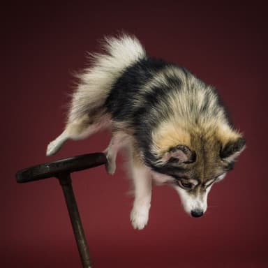 Norman the pomsky jumping around.