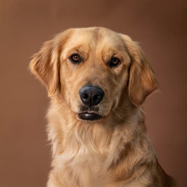 Phoebe, our foster, was adopted!