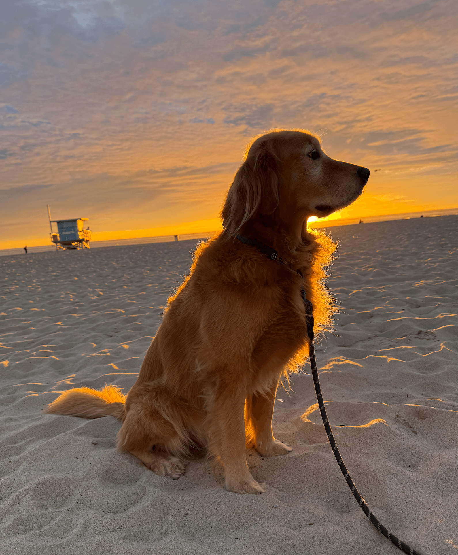 Dog + sunset.
