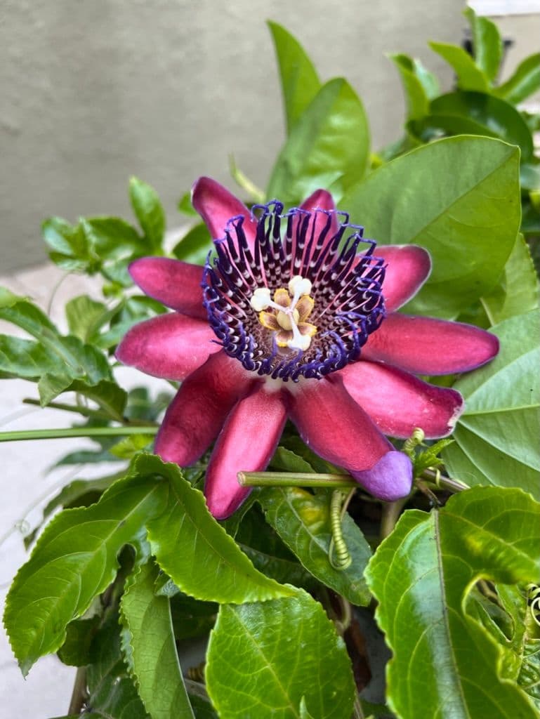 Passion Fruit flower in the front garden.