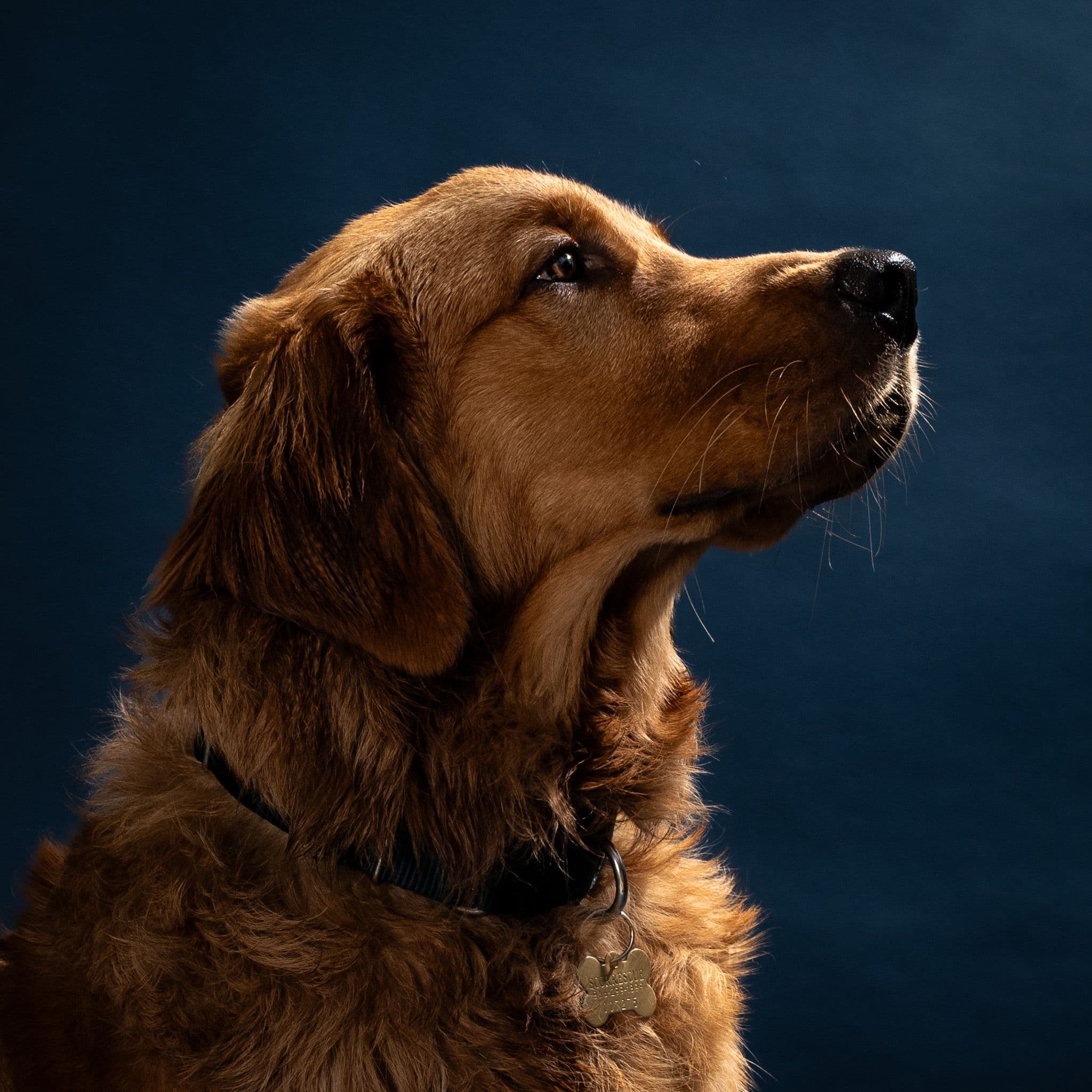 Fostering Chester and Murphy: A Studio Session