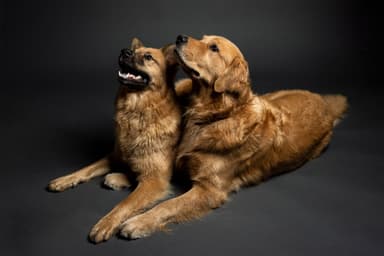 Frannie, Charlie and Graham