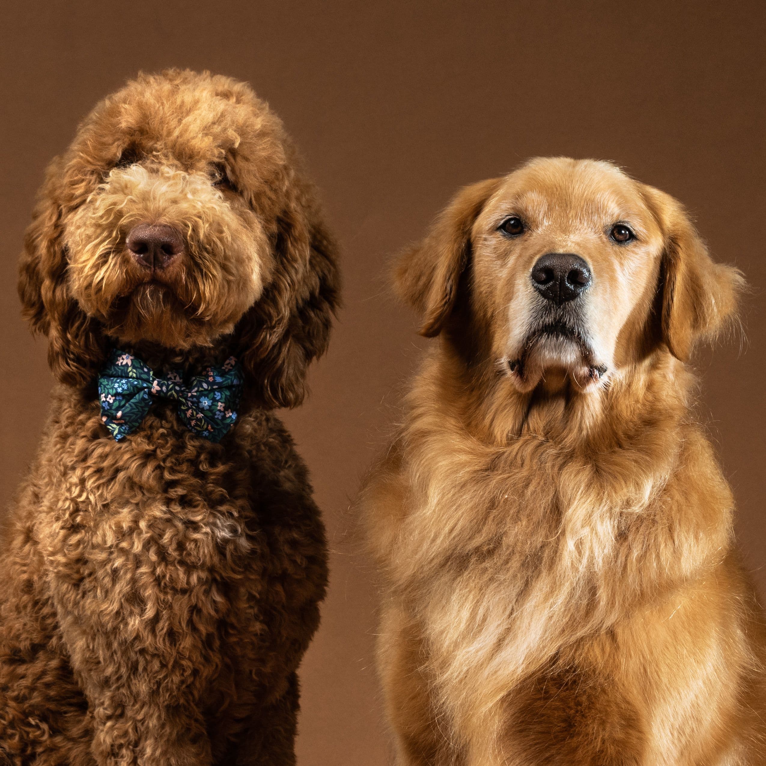 Miso, Graham, and Chunk