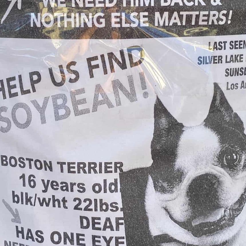 Soybean Lost Dog Poster