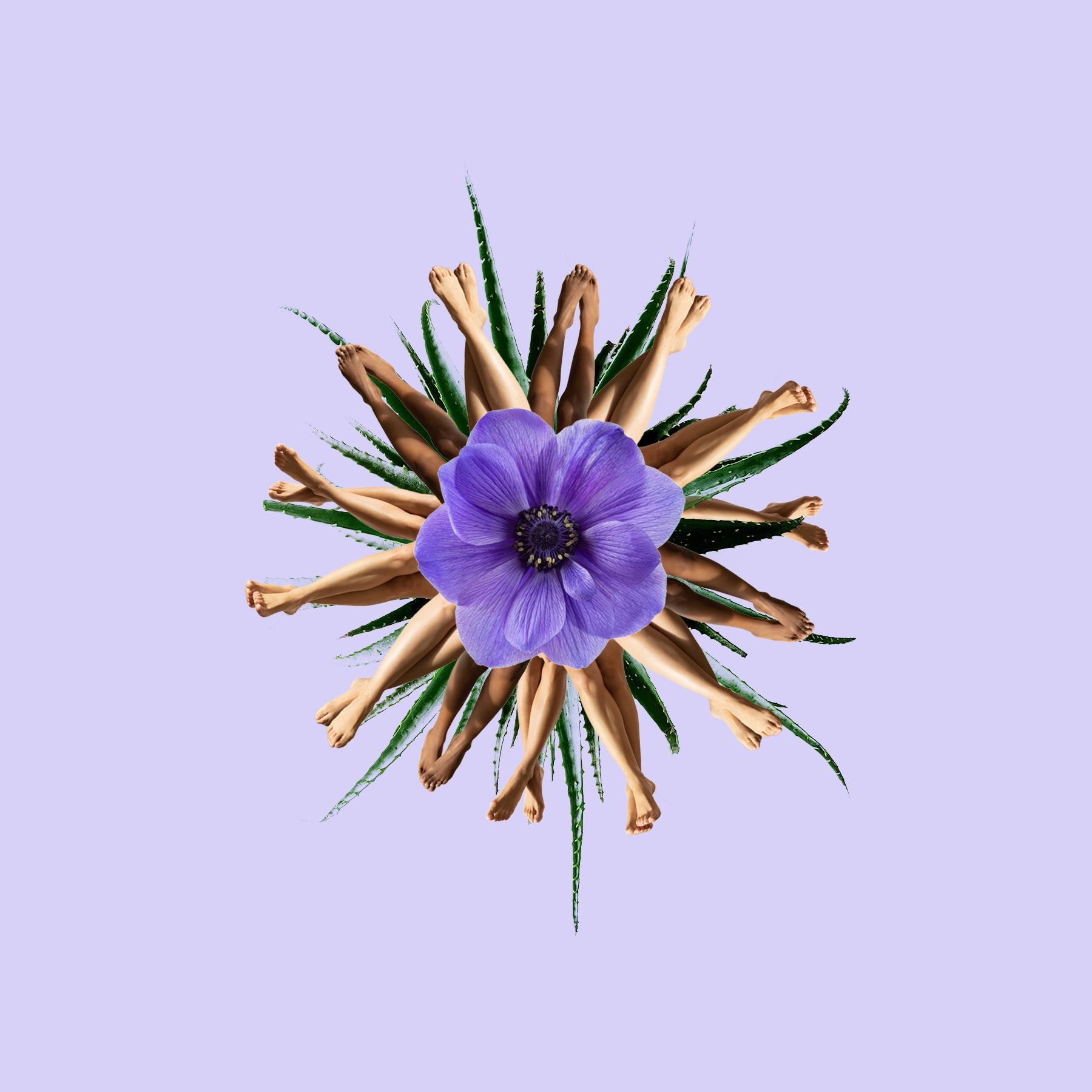 Purple Flower with Legs and Aloe