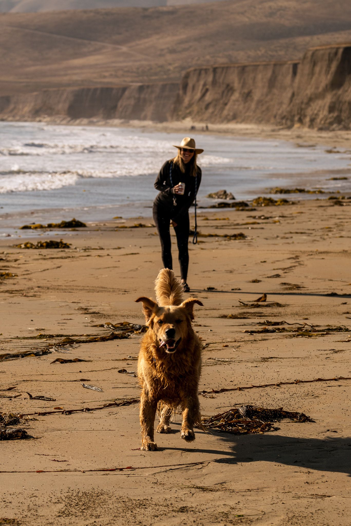 Full steam ahead with Graham the Golden retriever.