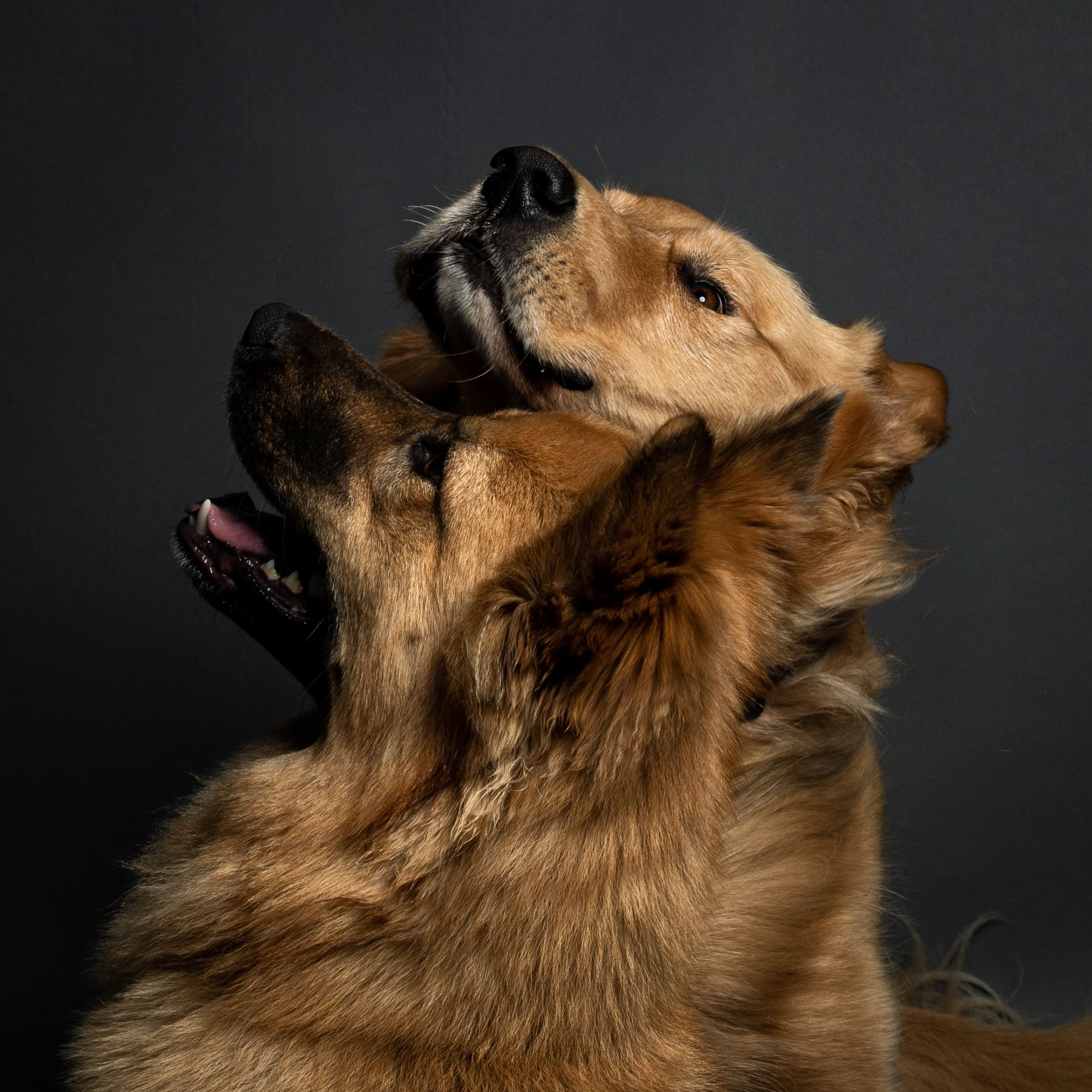 treat collision