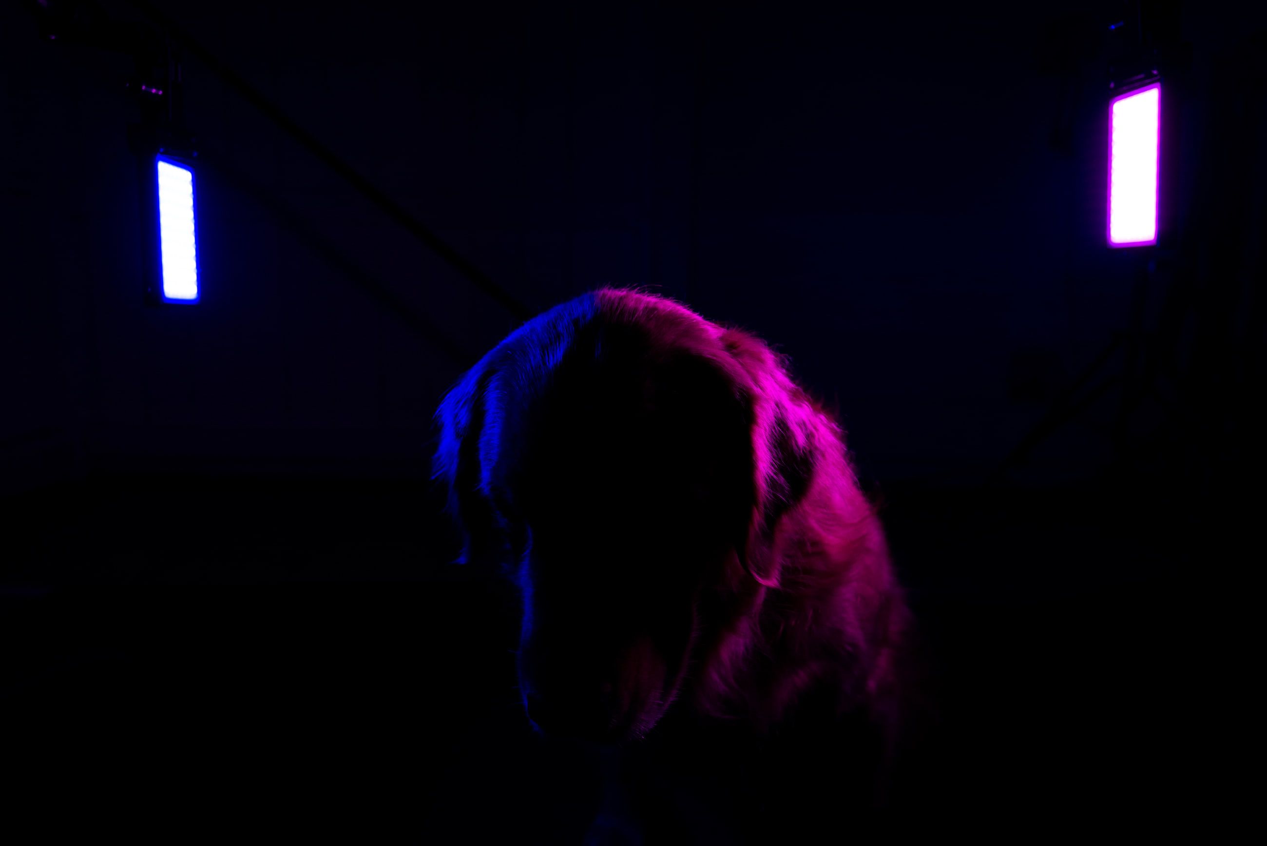 Neon Outrun Graham golden retriever