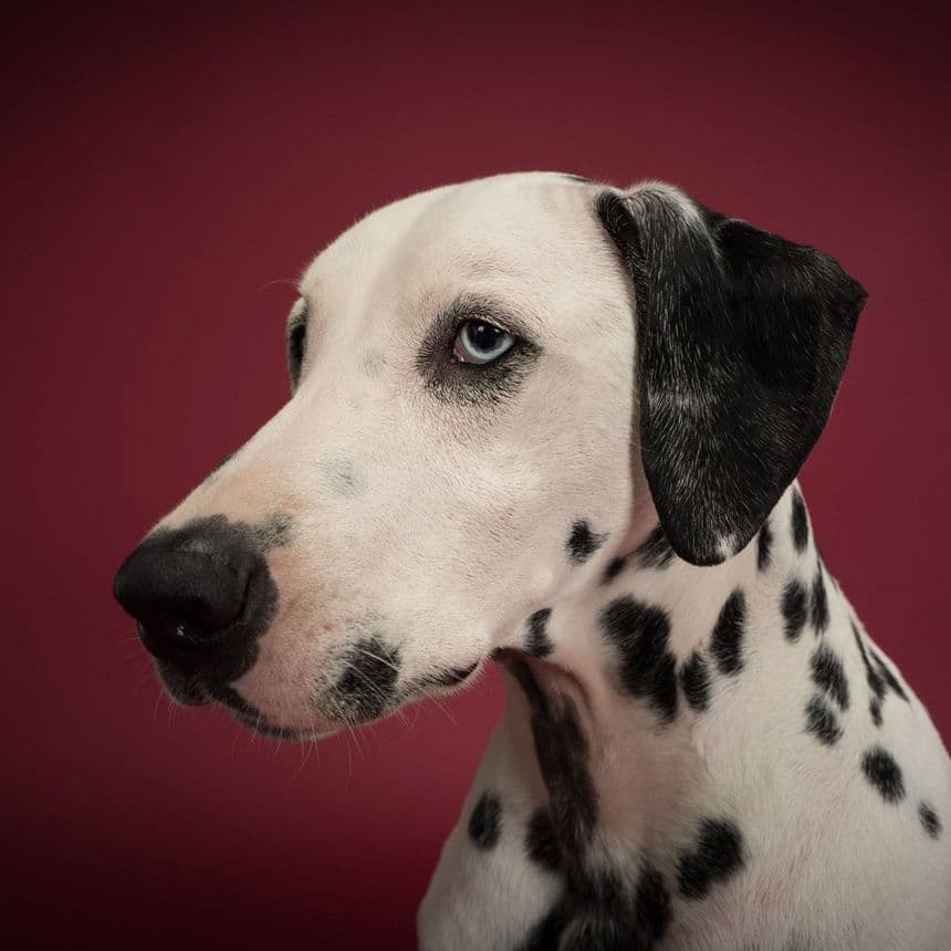 Charlie the Dalmatian