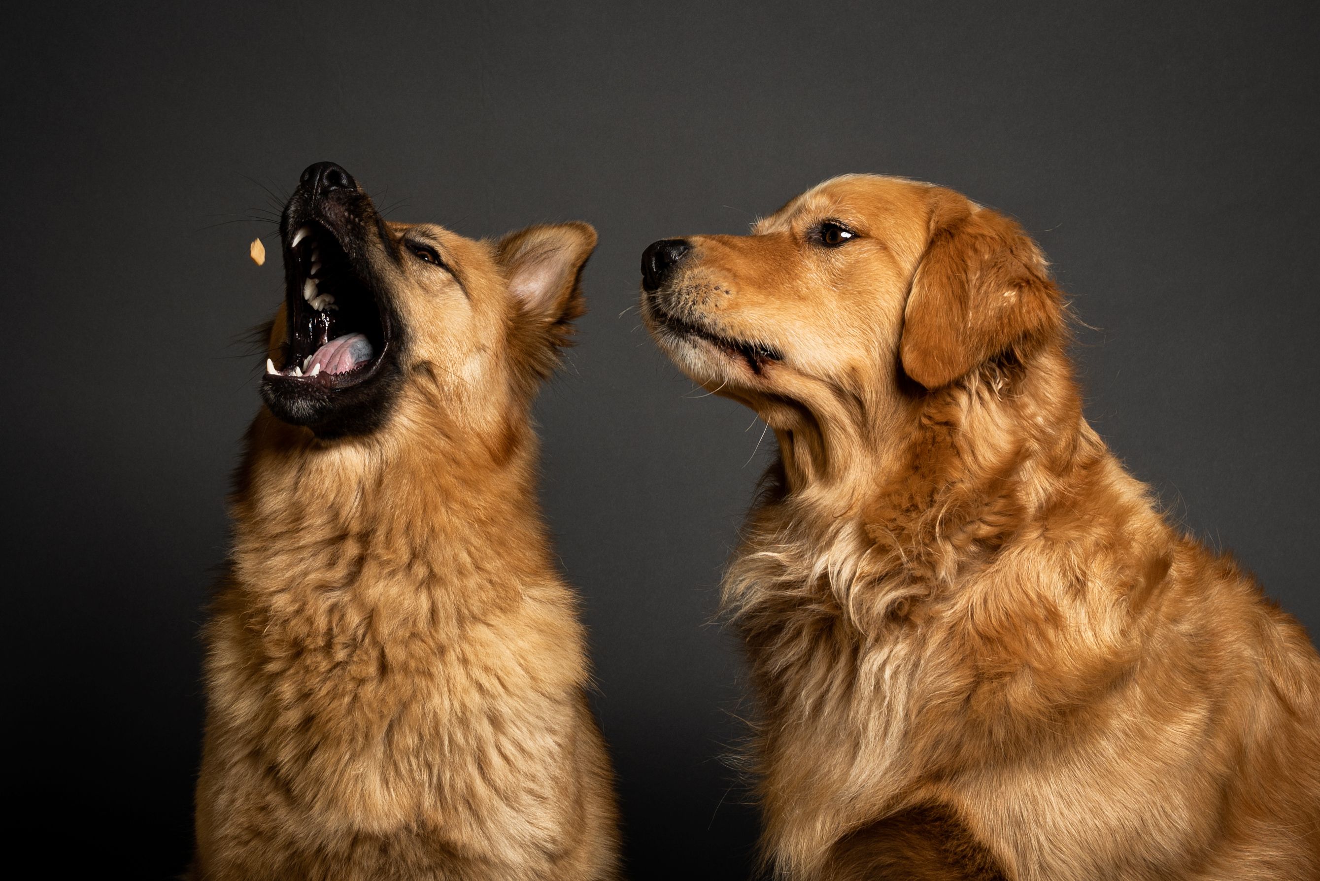 Catching the treat