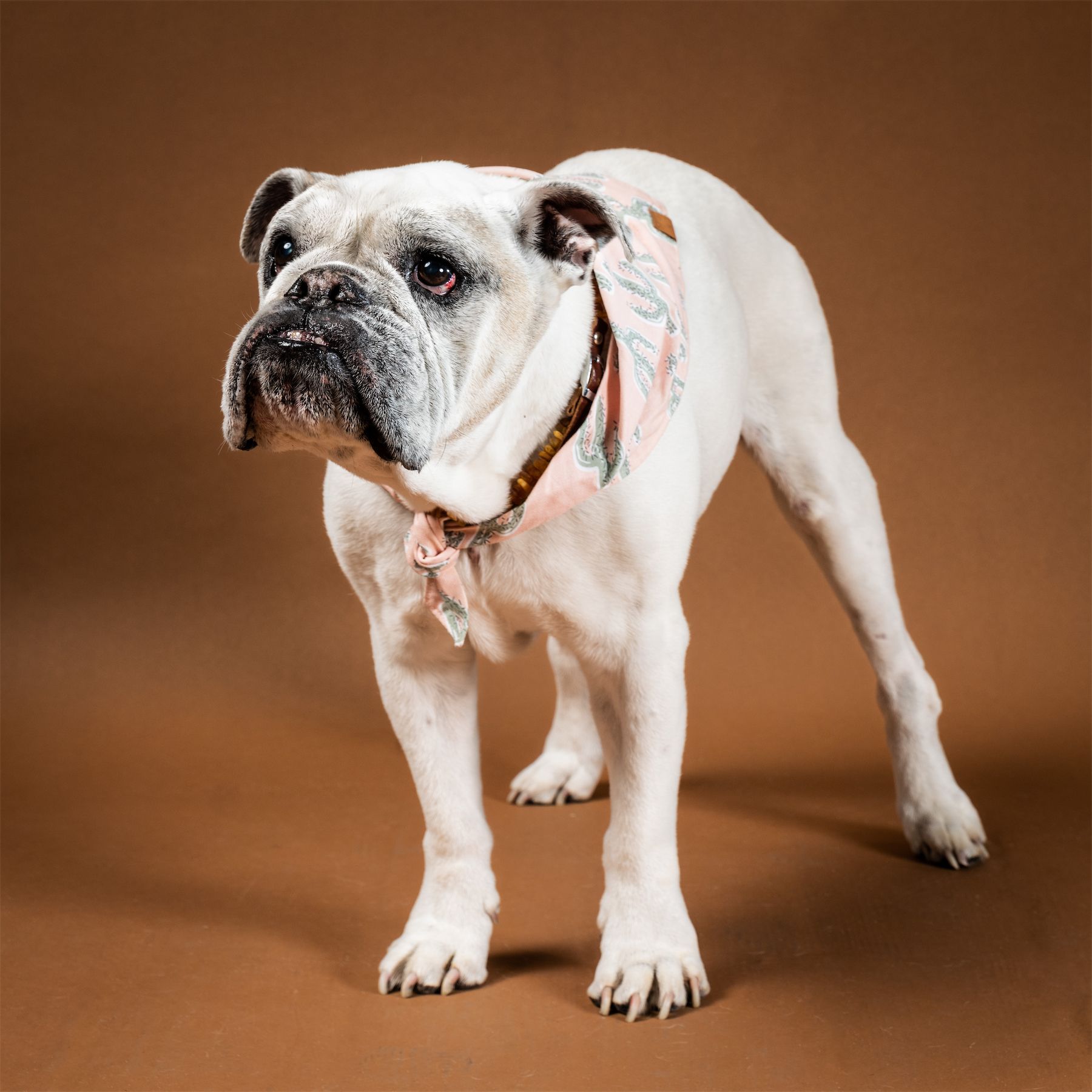 Chunk the dog