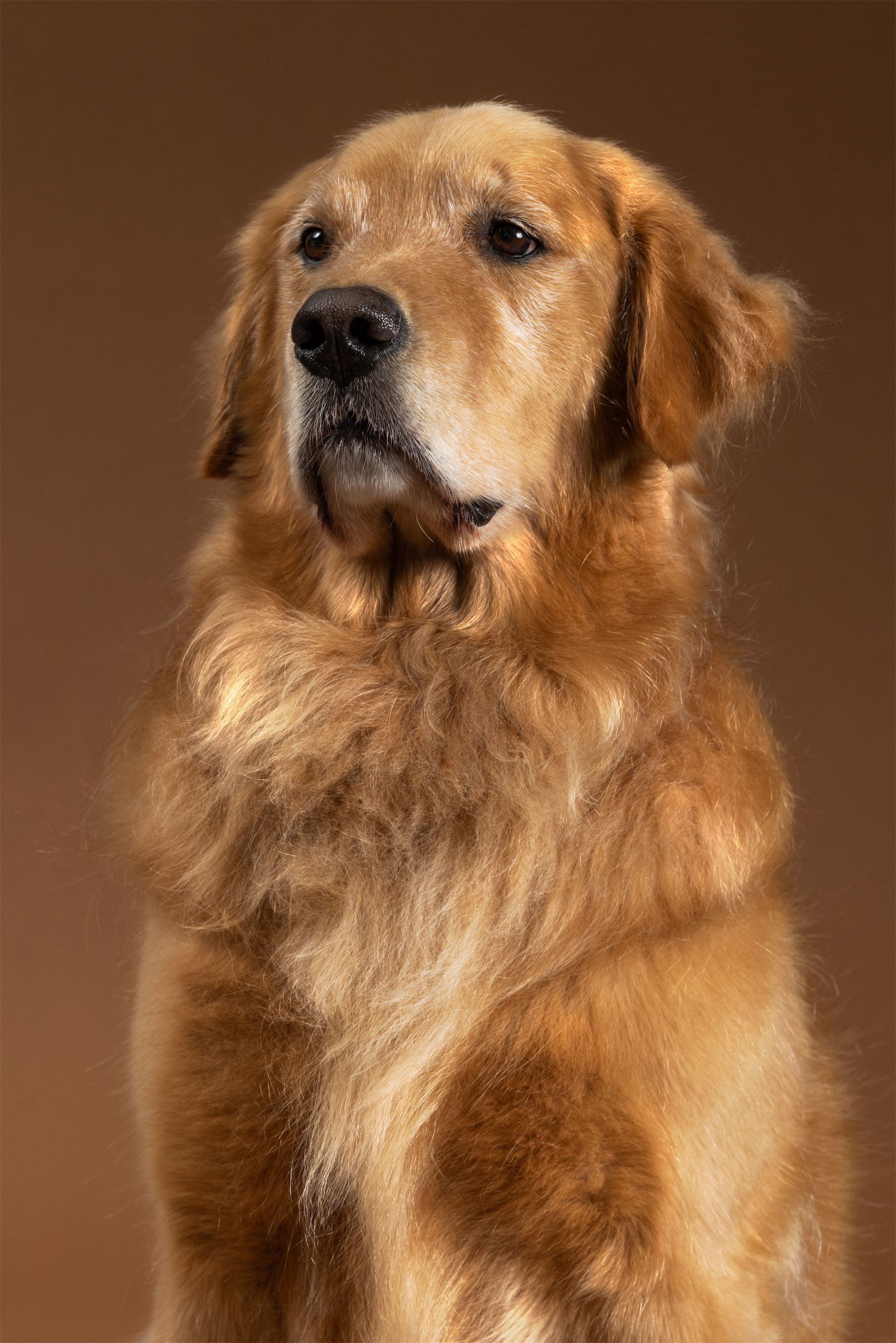 Graham the dog.