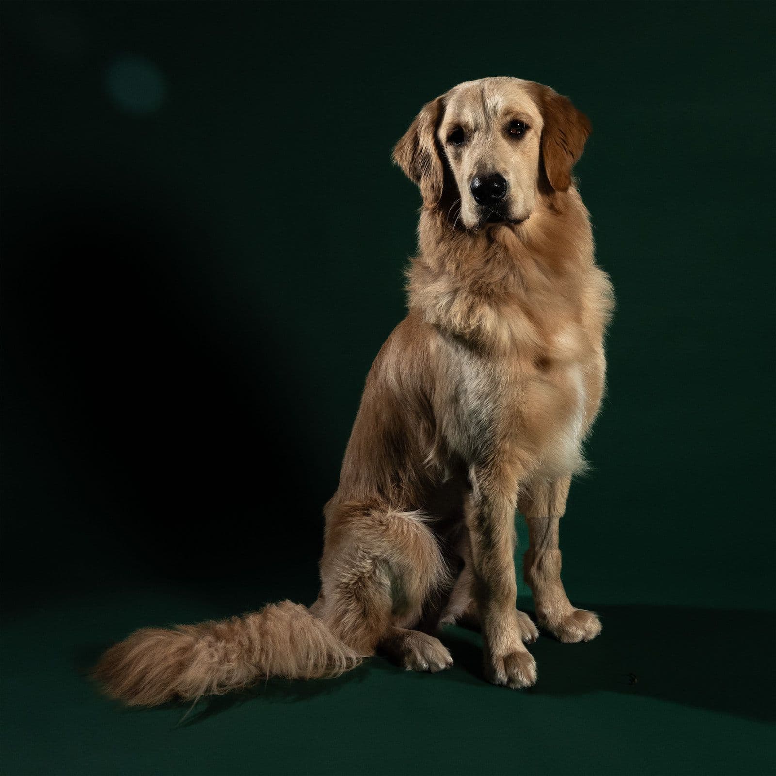 Wylder is up for adoption!