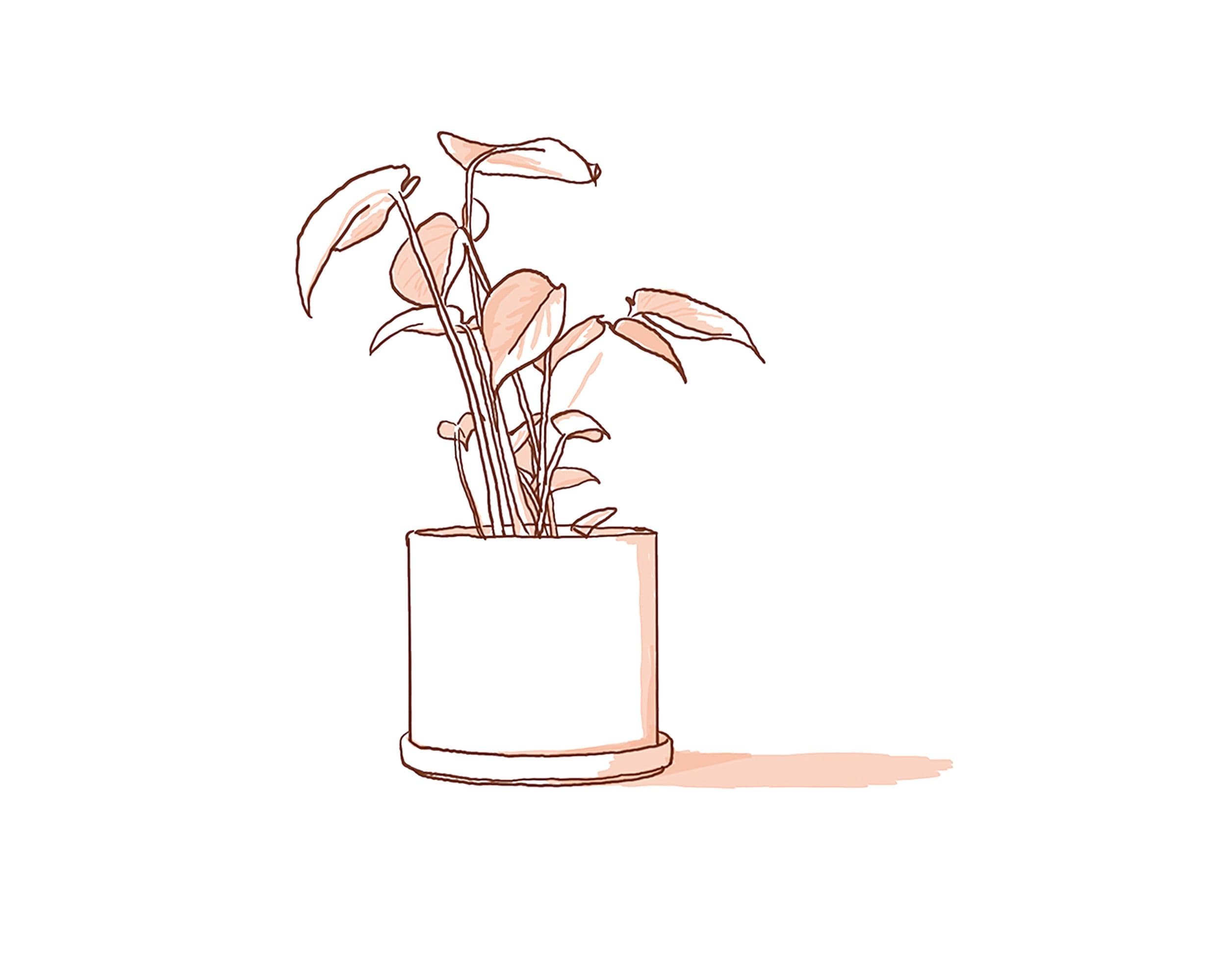 Vellum Plant