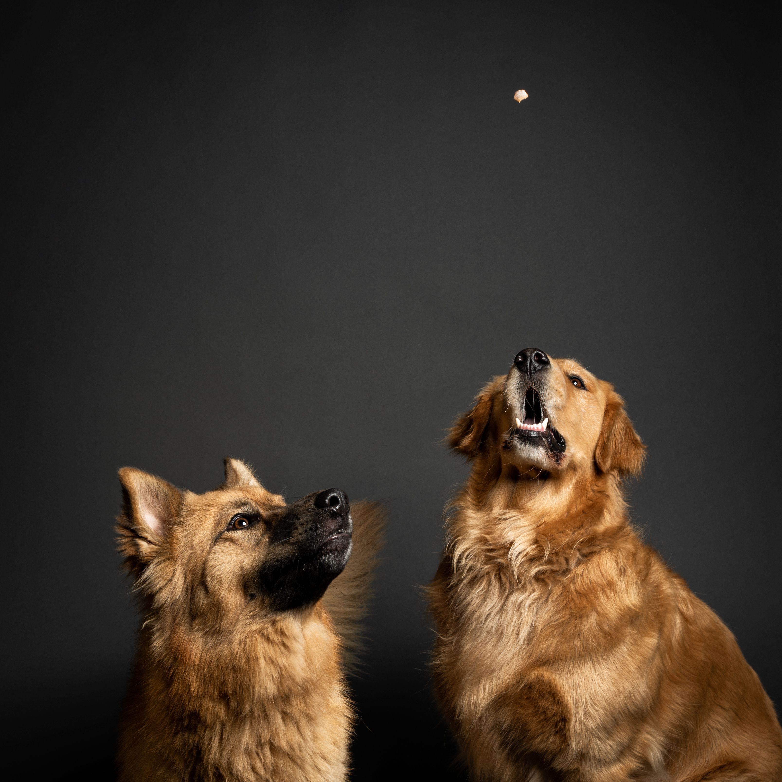 Treat in the air