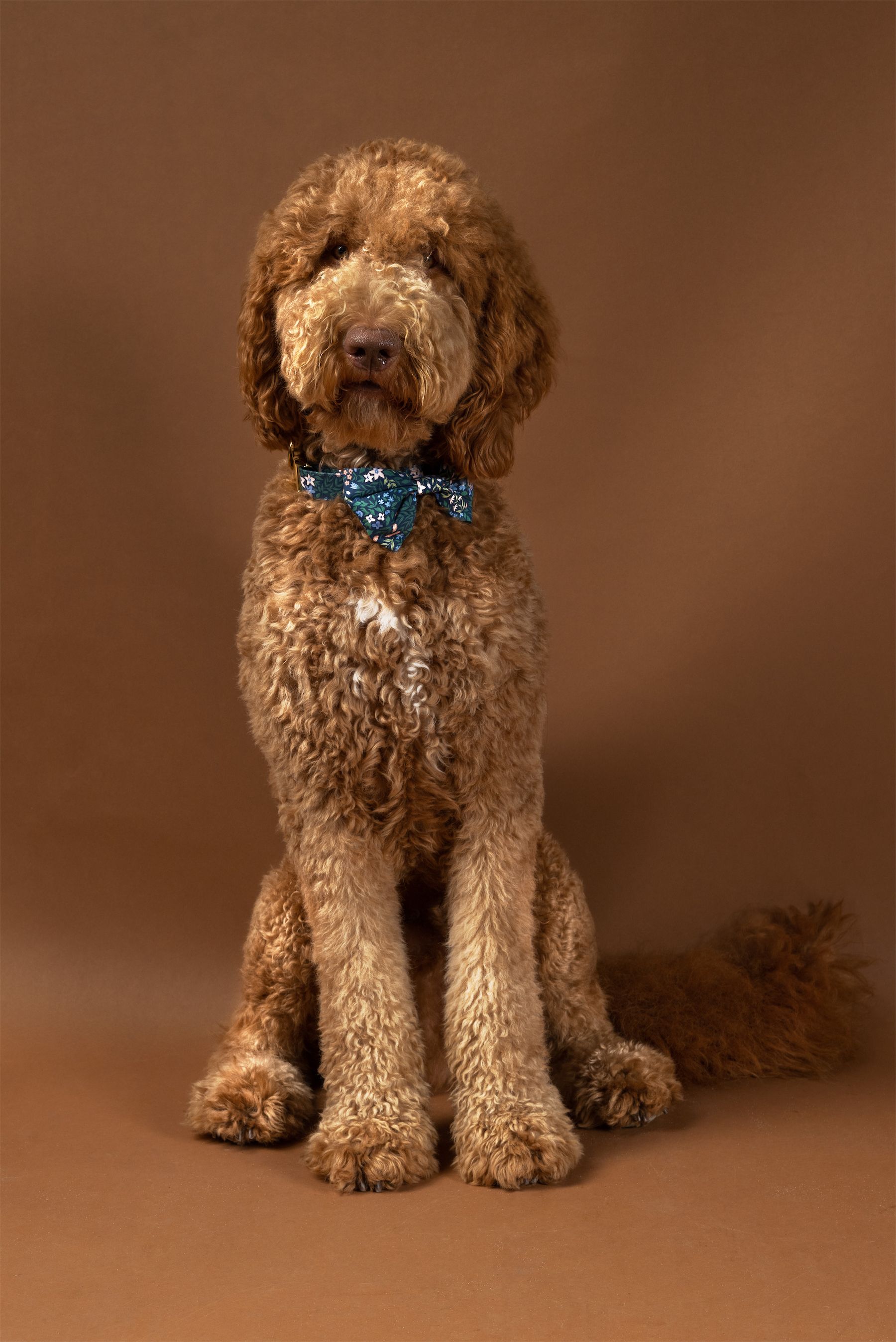 Miso the dog