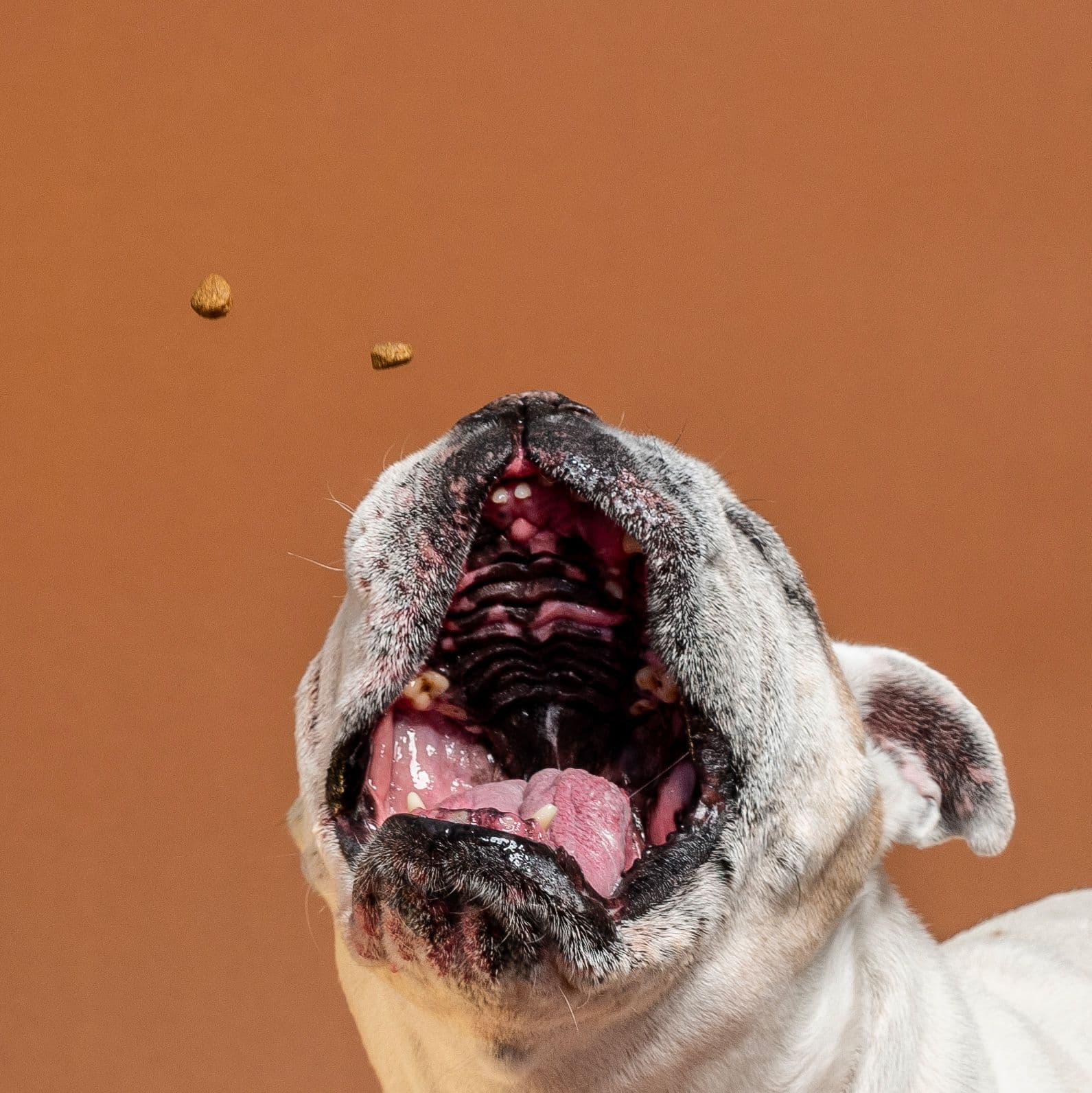 Palmer, Devan, and Chunk