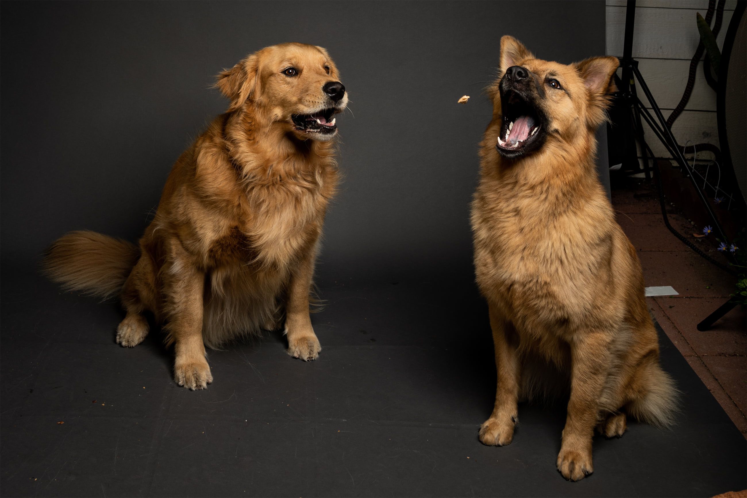 side chomp