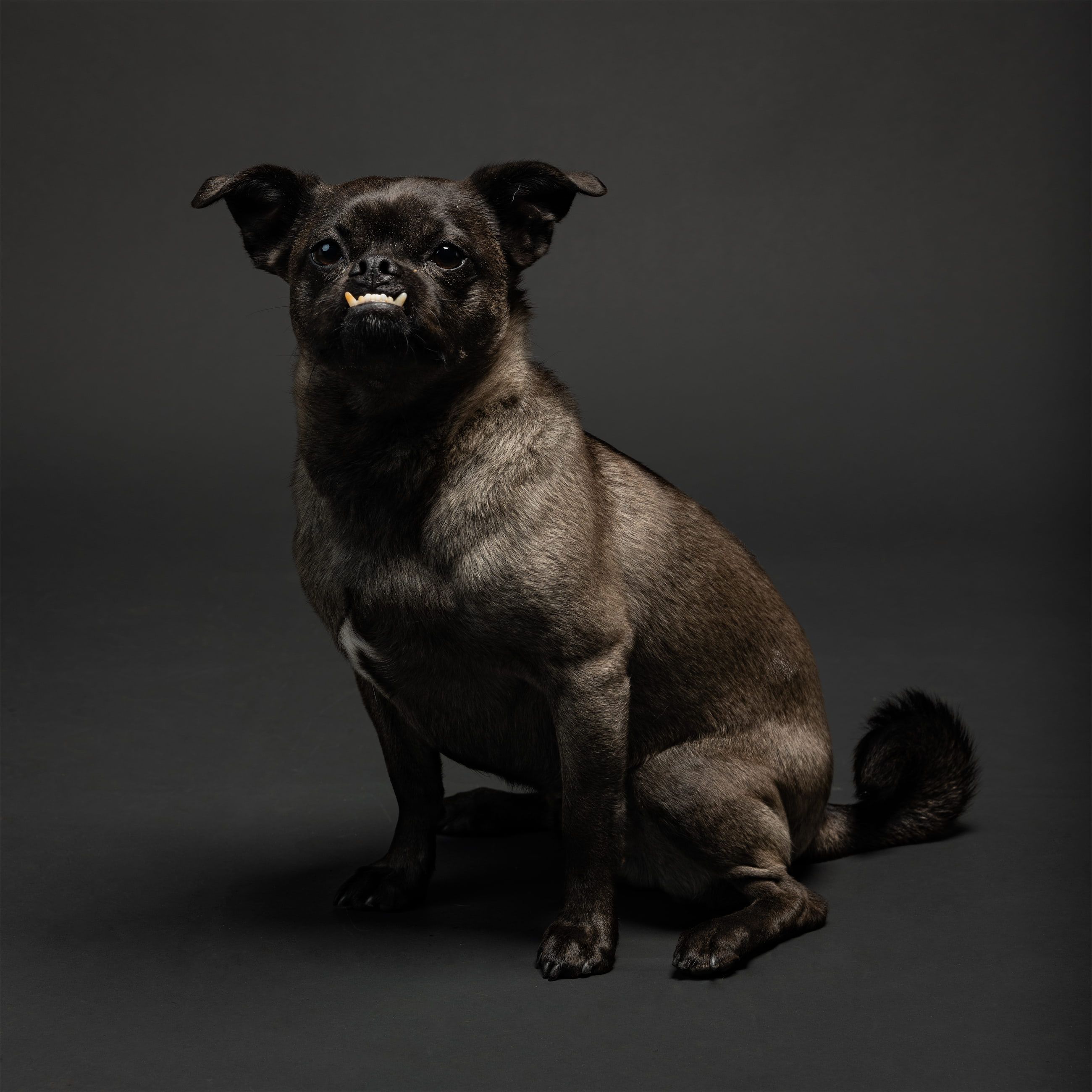 Bat Dog