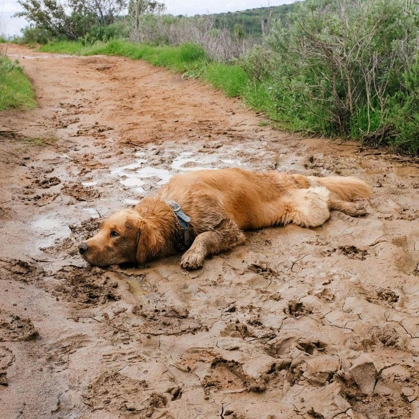 Muddy Dog