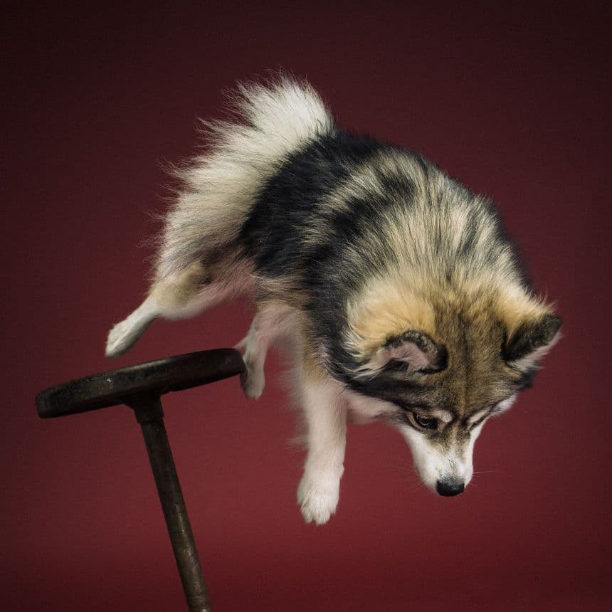 Norman the pomsky jumping around.