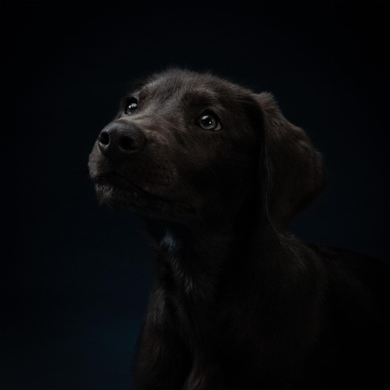 Cole was adopted!